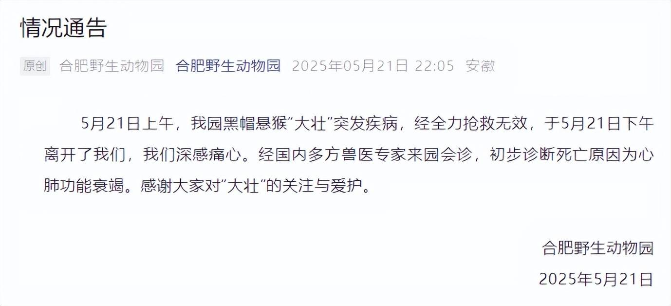 国字脸猴子“大壮”去世，曾因方脸“丑”出圈