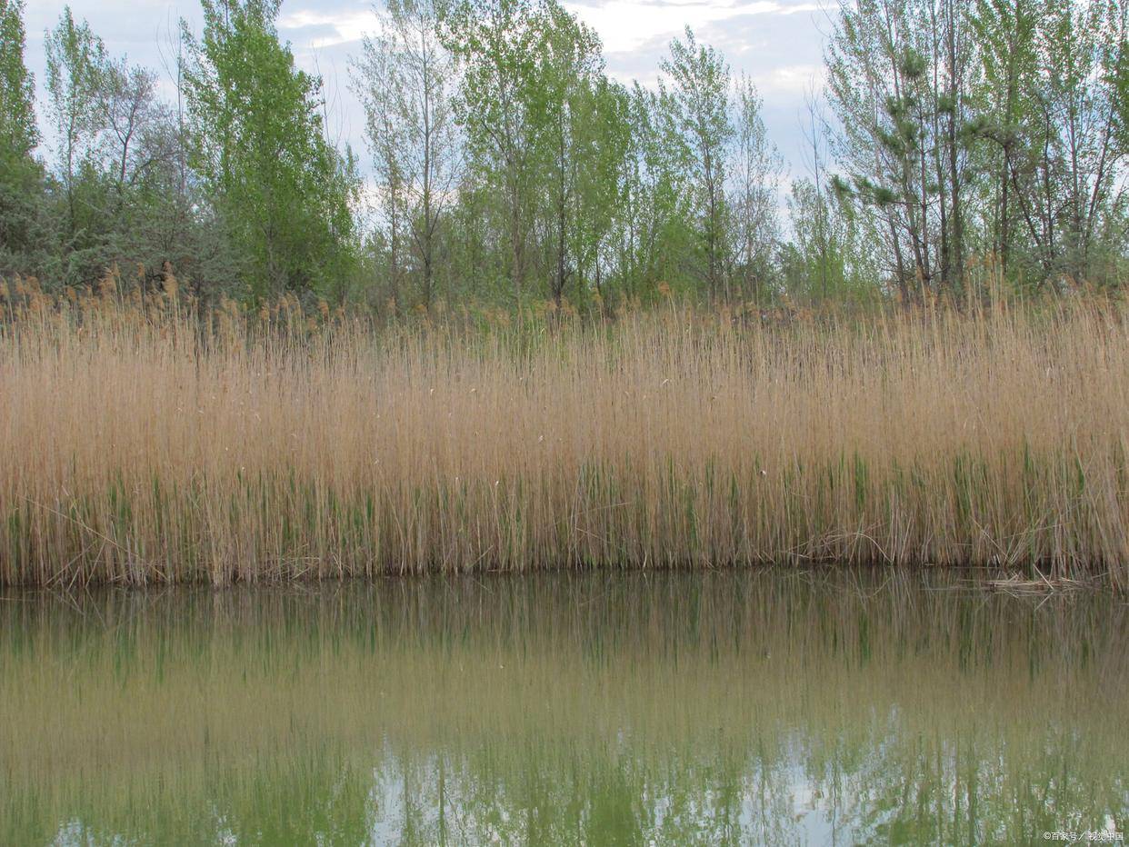 洪泽湖湿地公园，春日芦苇荡美成油画！