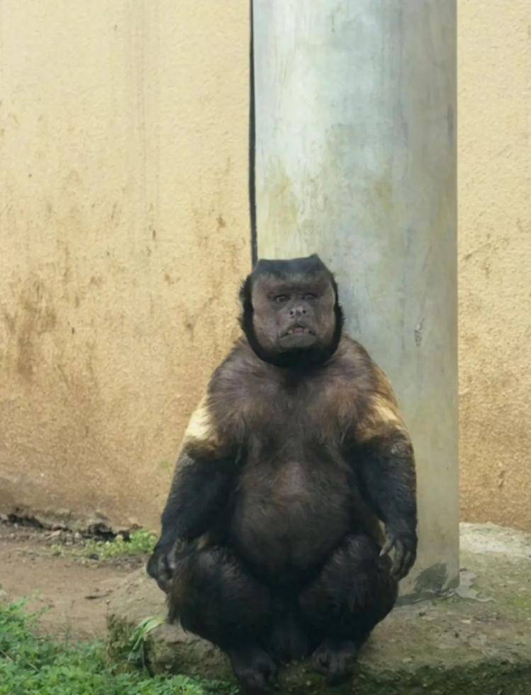 合肥一动物园“国字脸猴子”走红，工作人员：它的长相在黑帽悬猴中属于“美男子”