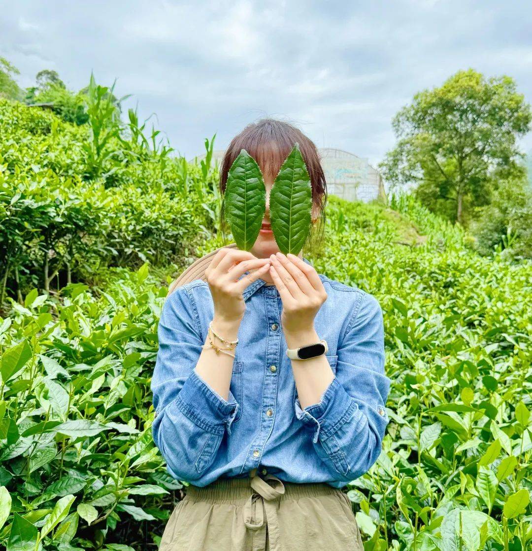 放弃 “铁饭碗”成为茶届“摆渡人”，她在茶山上读懂中国