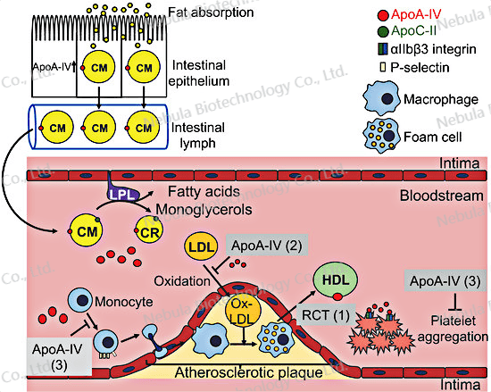 【辰辉创聚生物】诊断原料讲堂之十二：血脂生物标志物