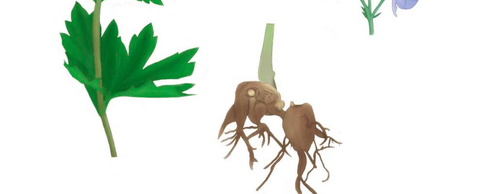 附子泡水喝的益处及功效：30 字左右 SEO 标题