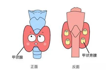 吃一根油条=熬夜七天？专家提醒：保护甲状腺，这3类早餐要少吃！