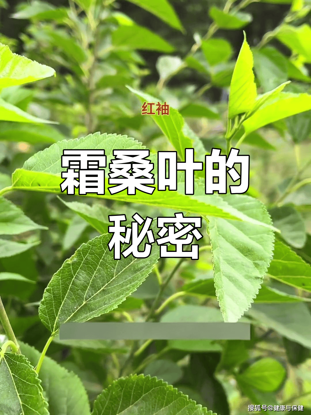 原创            推荐明目的食疗方法