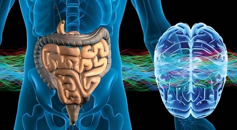 菌草微生态-肠脑轴与肠道菌群在抑郁症治疗中的作用！