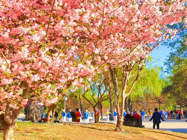 北京今日繁花似锦，美如油画