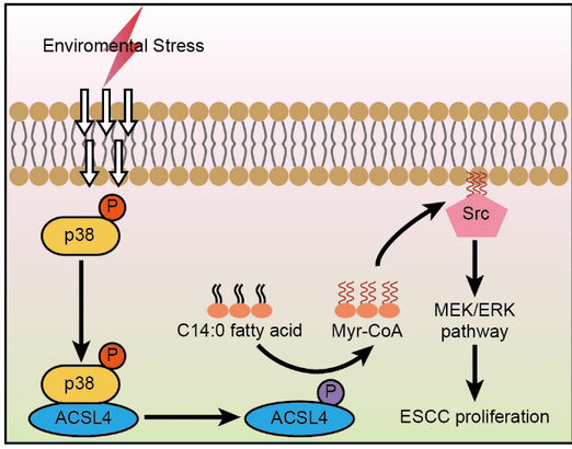 郑州大学在热致癌代谢机制研究方面取得重要进展