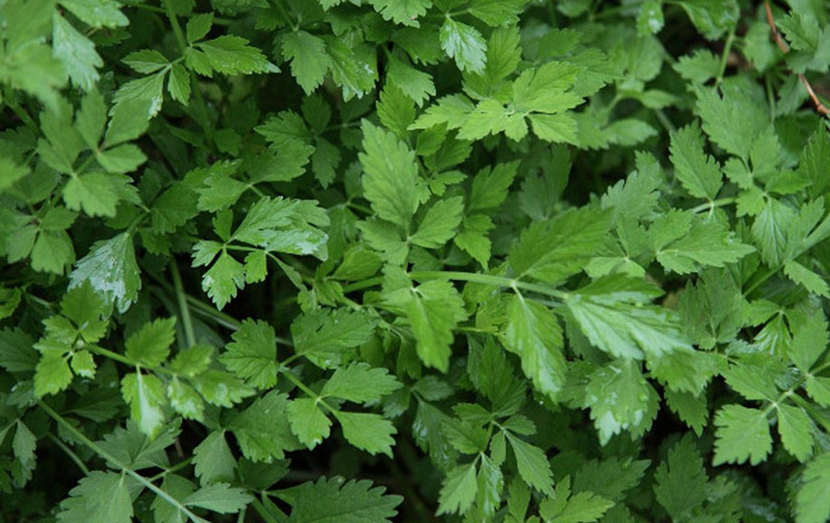 原创            小满后要多吃，一清热，二抗炎，三去湿，四通便，鲜脆爽口正应季