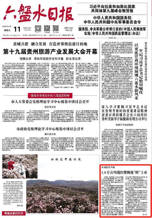 【市州党报关注】水城区发耳镇 1.8万亩玛瑙红樱桃抢“鲜”上市