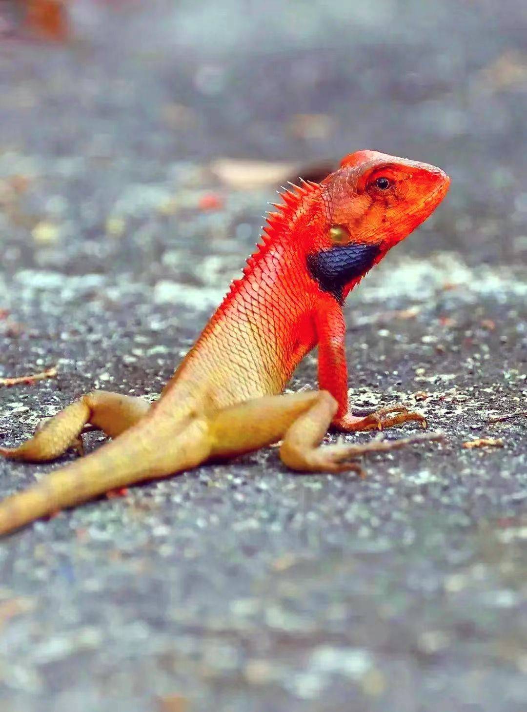 戈壁奇影：吕文扬与玛瑙蜥的邂逅