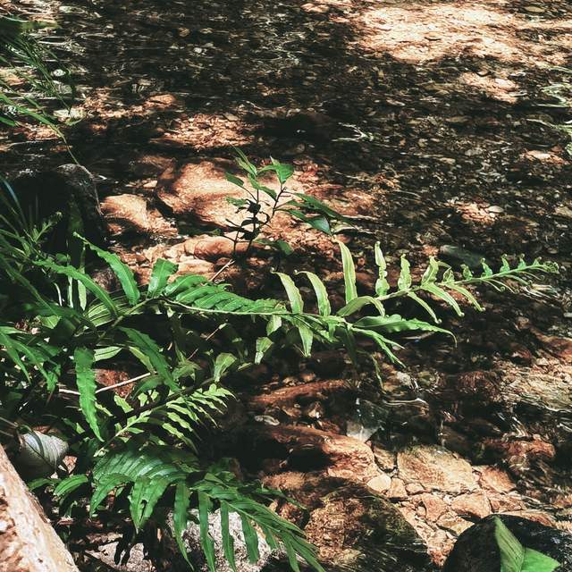 小满至，万物盈而未满：藏在节气里的中医养生大智慧