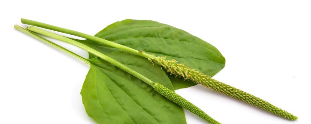 你想了解 5 种西洋参的吃法吗？快来看看吧！