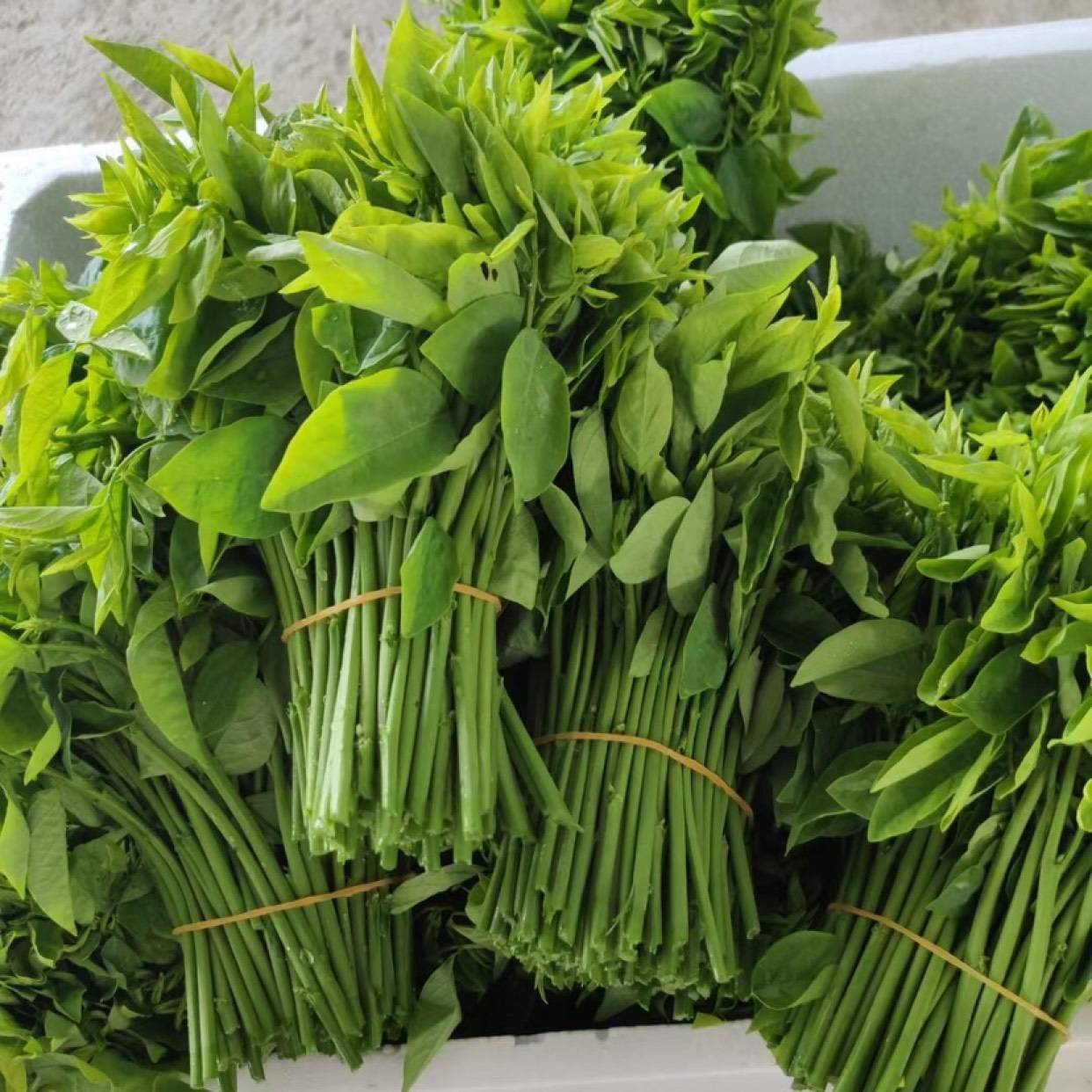 藏在山里的“护眼神菜”，一润肠二明目三养颜，再不吃就老了