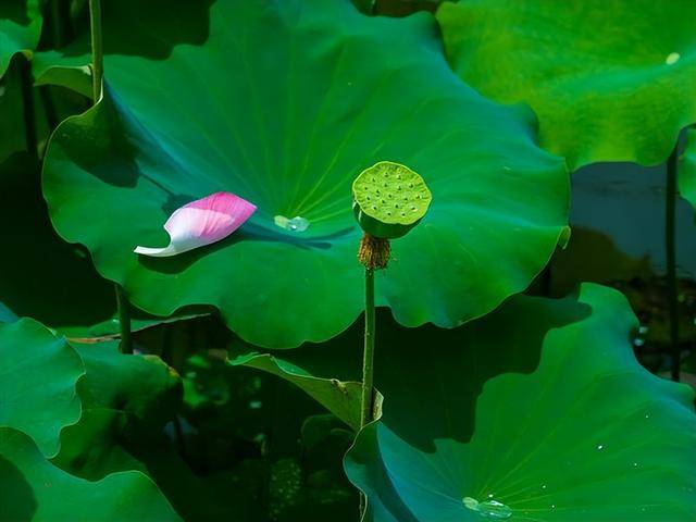 立夏后，多吃蔬菜少吃肉，分享4道“养肝菜”，疏肝泻火零负担