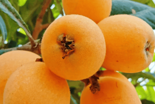 又到枇杷成熟时，好处多多，容易咳嗽、食欲不好的可以多吃