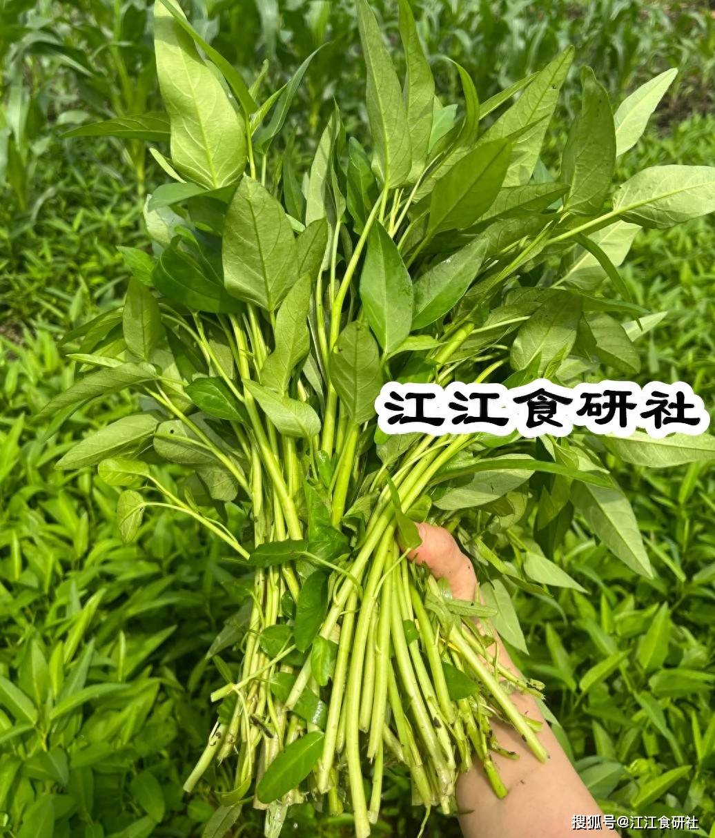 原创            五六月，这个菜要使劲给家人吃， 一补钙，二清热解毒，三通便