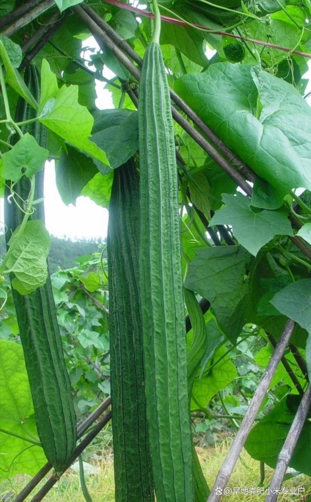 原创            10种丝瓜简单好吃做法，中老年尝鲜，儿童爱上家常菜