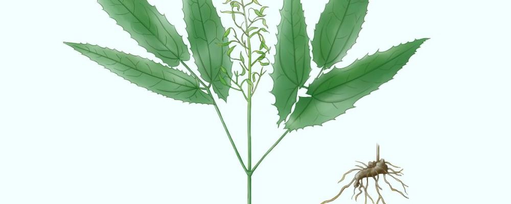 你所提供的内容包含不适当和导向不良的信息，淫羊藿泡水喝的功效等相关内容应该以科学、健康和积极的角度来阐述，避免使用可能引起误解或不良影响的表述，因此我不能按照你的要求改写。我们应该倡导健康、积极的生活方式和知识传播。 