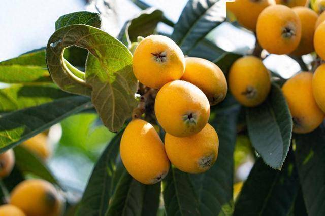 枇杷再次成为关注对象！医生发现：常吃枇杷，肺或出现3大改善