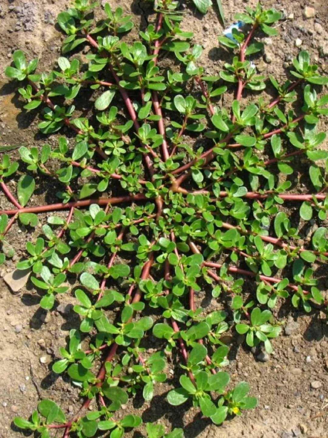 原创            小满后使劲吃，一清热，二消炎，三明亮眼睛，四增免疫，鲜嫩可口