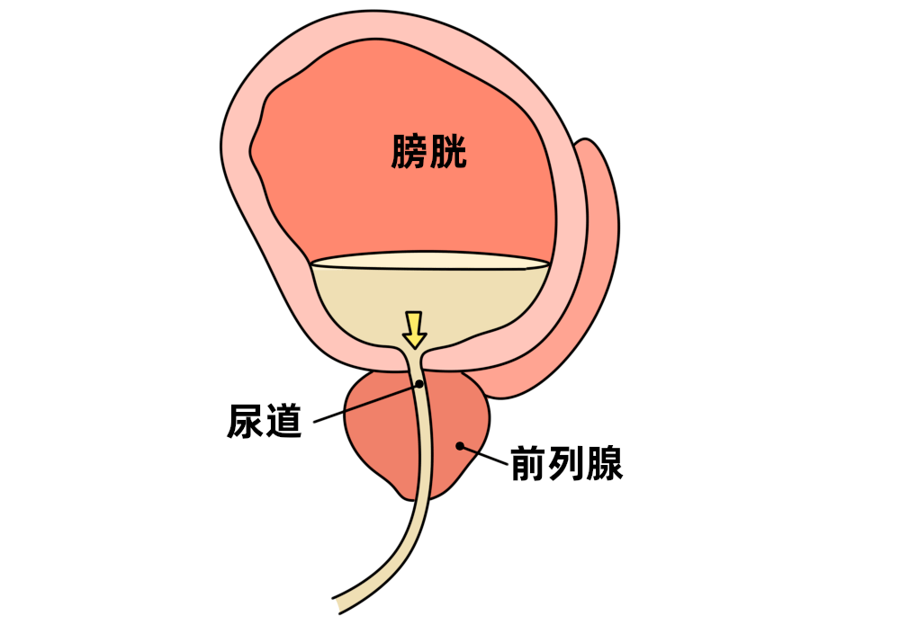 光邦光子治疗仪：学会保养前列腺，是每个男人的必修课！