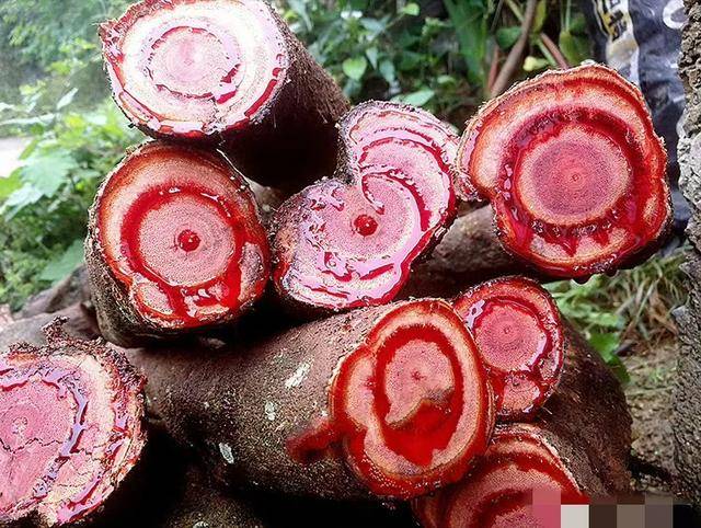 原创            专方加上鸡血藤，肩周疼痛不用愁