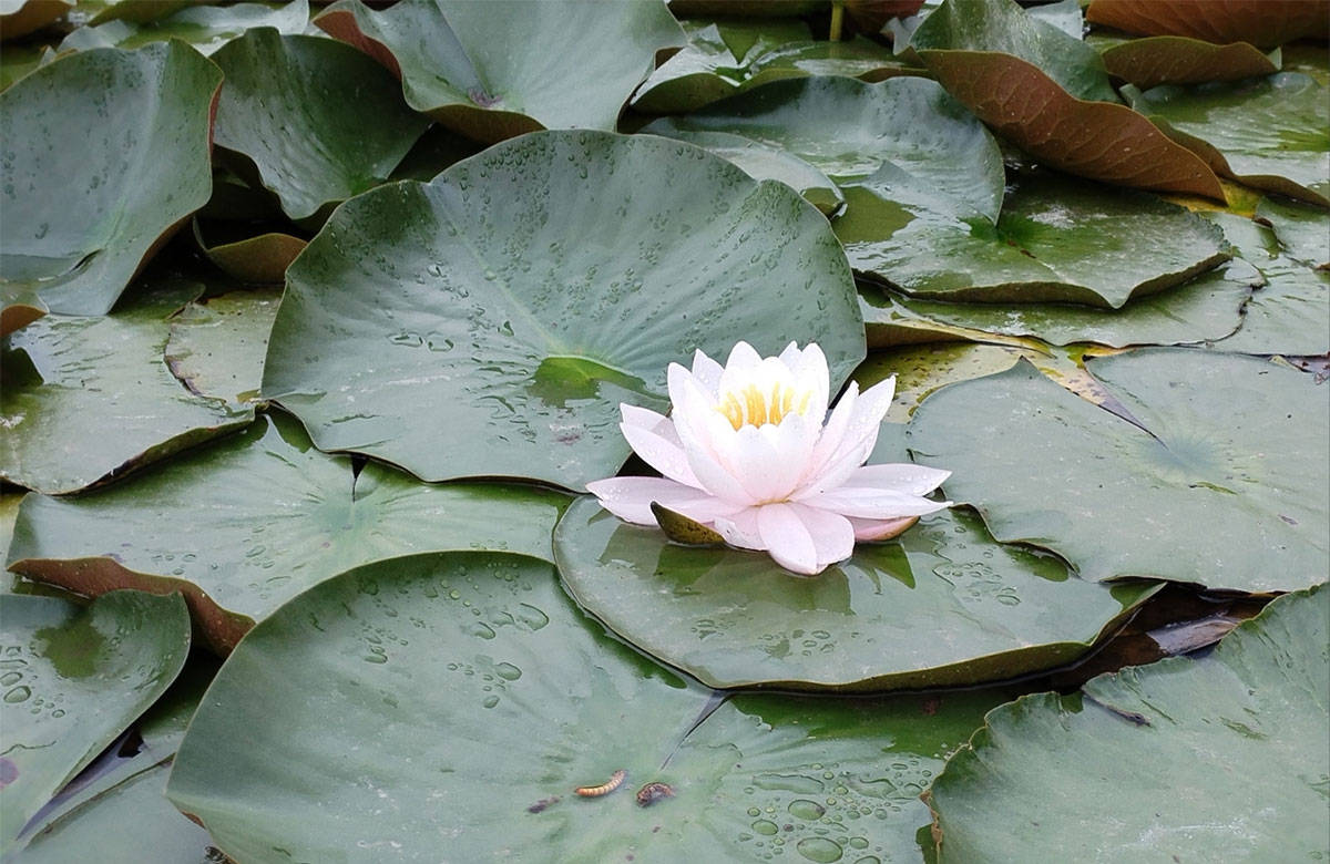 原创            进入“毒五月”，牢记：1要出，2不吹，3不穿，4多吃，别不当回事