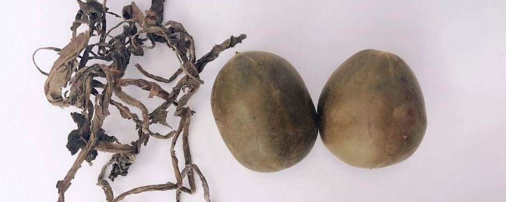 “什么是罗汉果？其泡水喝的功效作用详解”