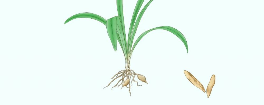 “麦冬究竟为何物及泡水喝的功效”