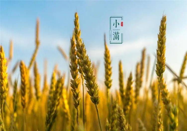 小满祛湿黄金豆：一粒赤小豆的妙用指南