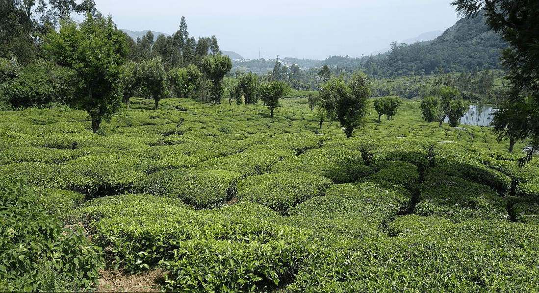 原创            中国是世界产茶大国，为何还从印度进口茶叶？我国茶叶输在哪里？