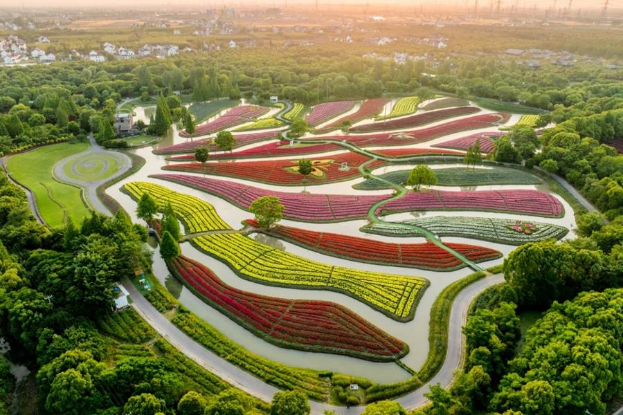 上海人冲啊！150亩金鱼草花海美炸，随手拍出油画感大片