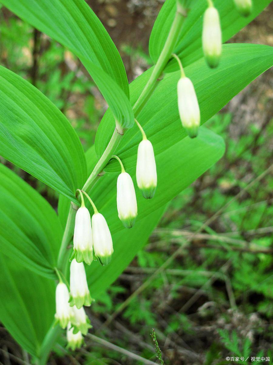 玉竹泡水喝一次放多少？可以长期吃吗，一文说清楚！