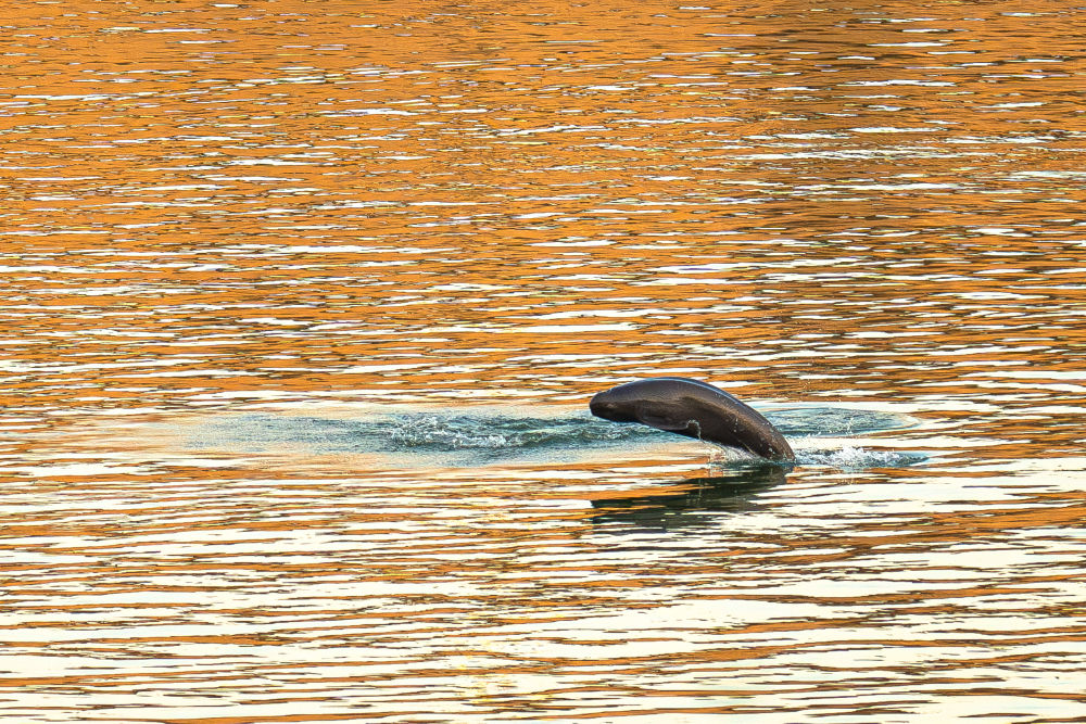 从休养生息到生生不息——长江禁渔五年观察