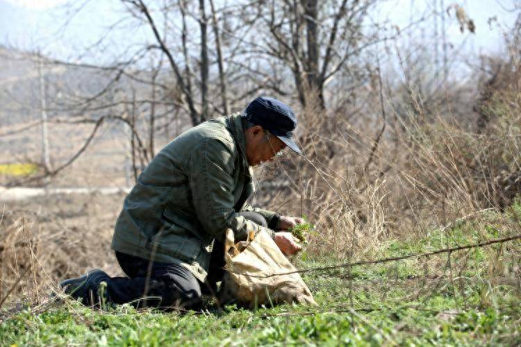 原创            4种野菜已被列入“致癌名单”，吃多了会致癌？赶紧转给家人看！