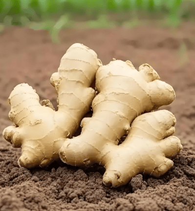 夏天多吃姜，"吃姜"有讲究，建议4种吃姜的好办法，夏天不受苦