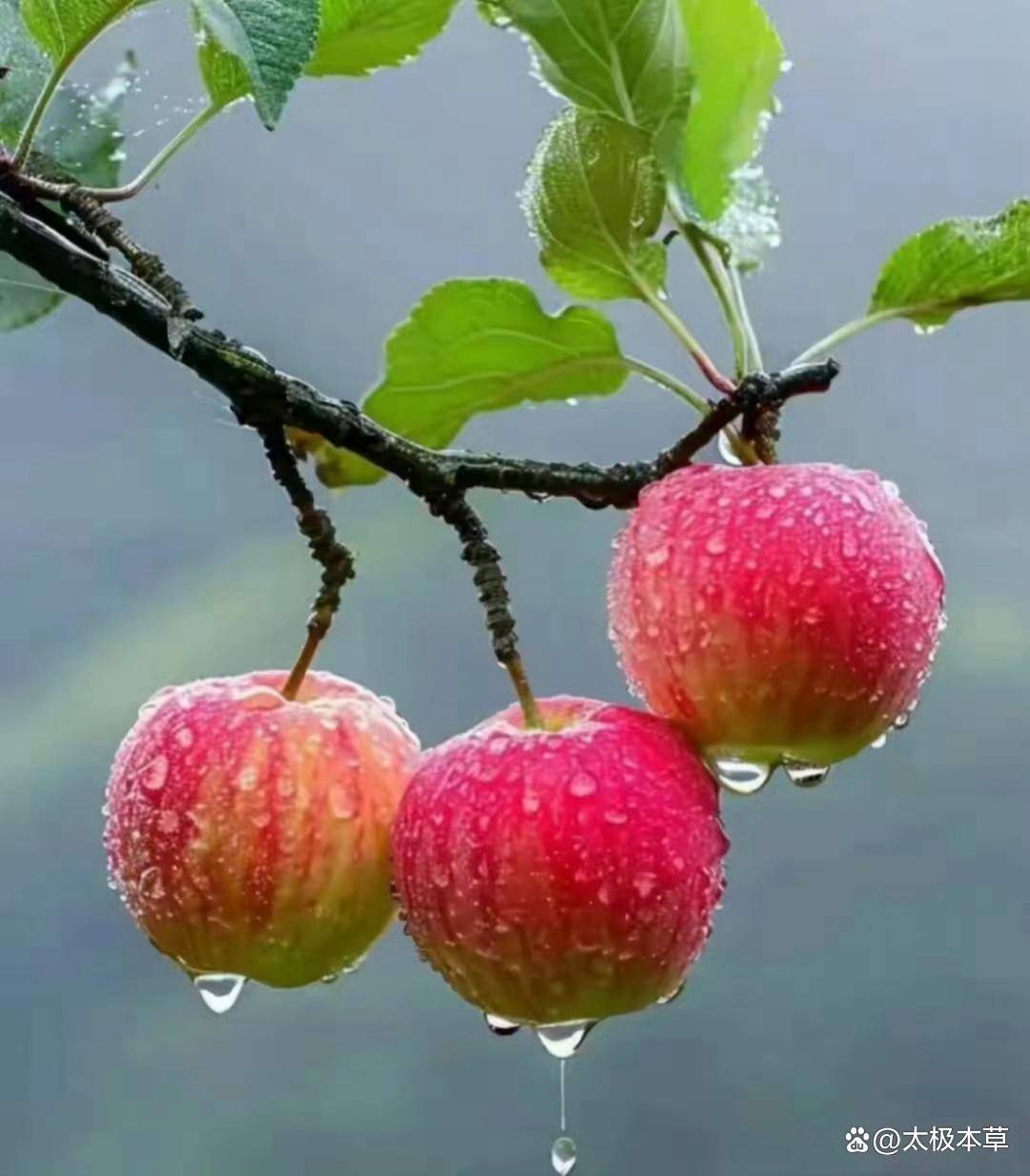 原创            中医：养生优于求医，食疗胜于药补！建议收藏