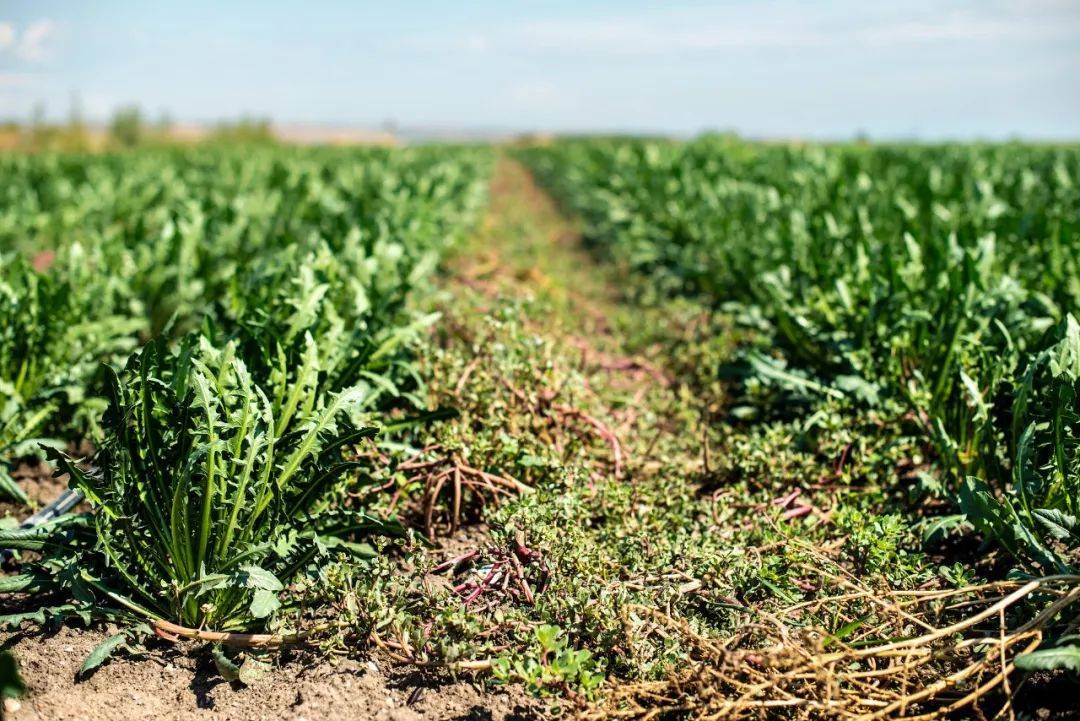 最近，真心推荐你吃这种菜，维生素、矿物质含量超高，还能帮助减脂！