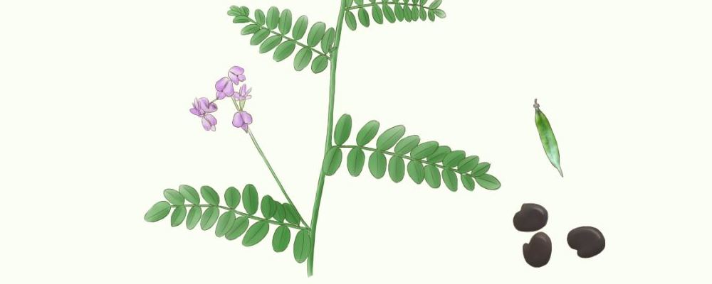 “沙苑子泡水喝的正确方式及用量指南”