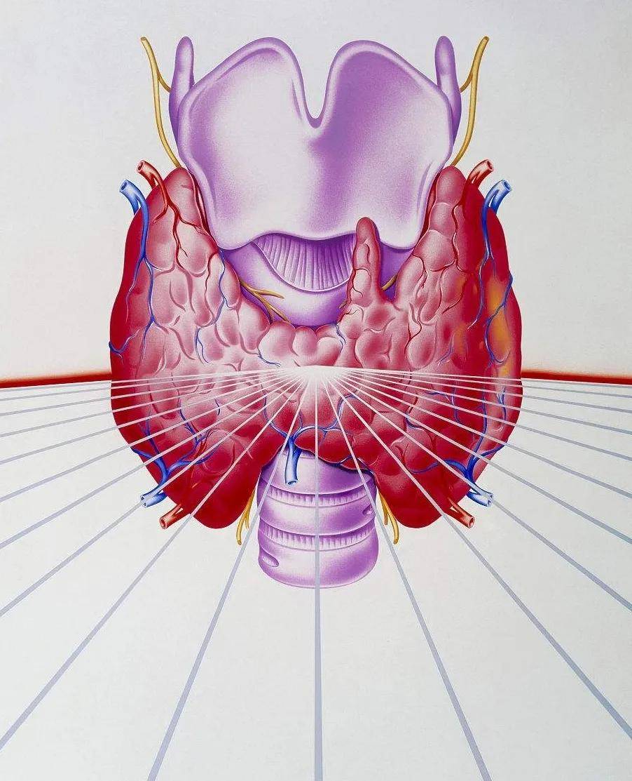 甲状腺良性可以置之不理吗？广州附华医院甲状腺专科提醒您：