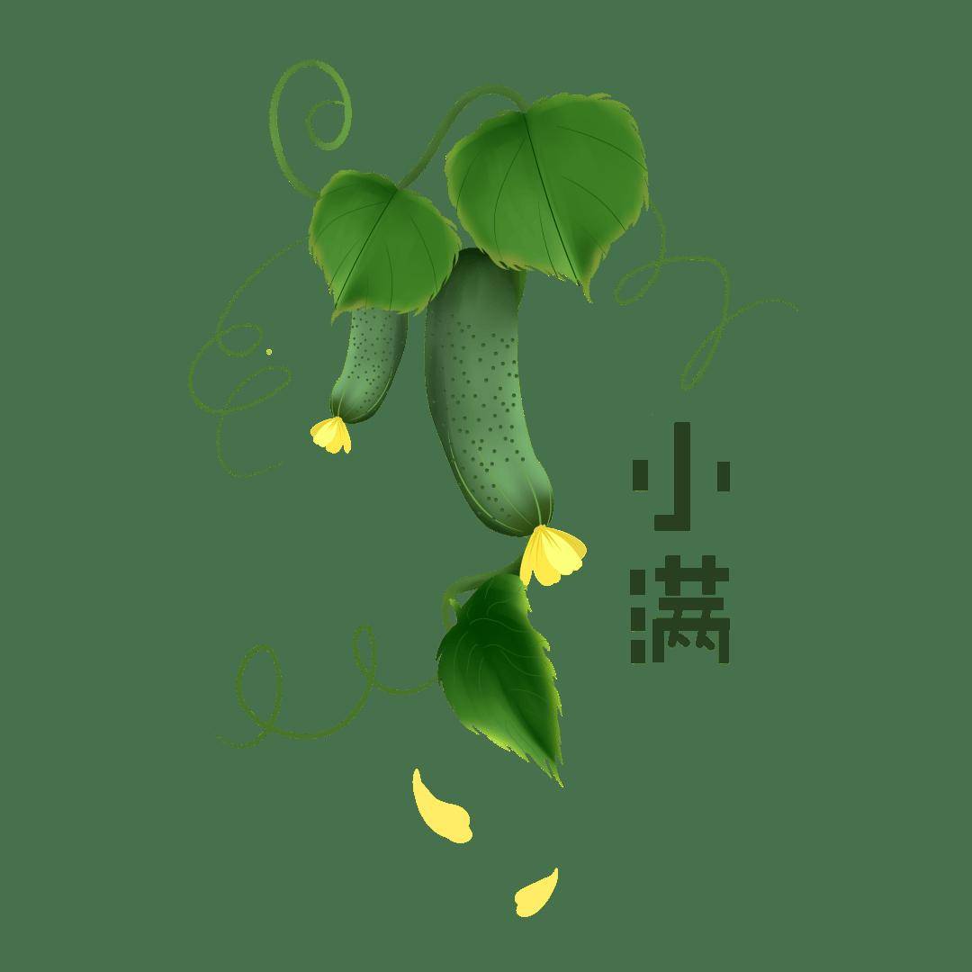 【妇产科普】小满节气，营养师和您话黄瓜