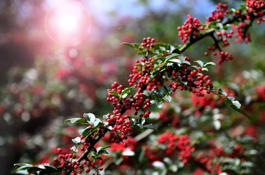 省级公示！汉源花椒和周公山竹编非遗工坊上榜