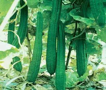 丝瓜全身是药，丝瓜19个鲜为人知的功效