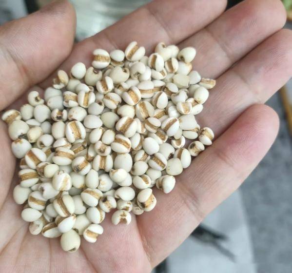 厨房里的“祛湿王”！健脾胃、消积食、排毒素，隔水炖保留90%营养