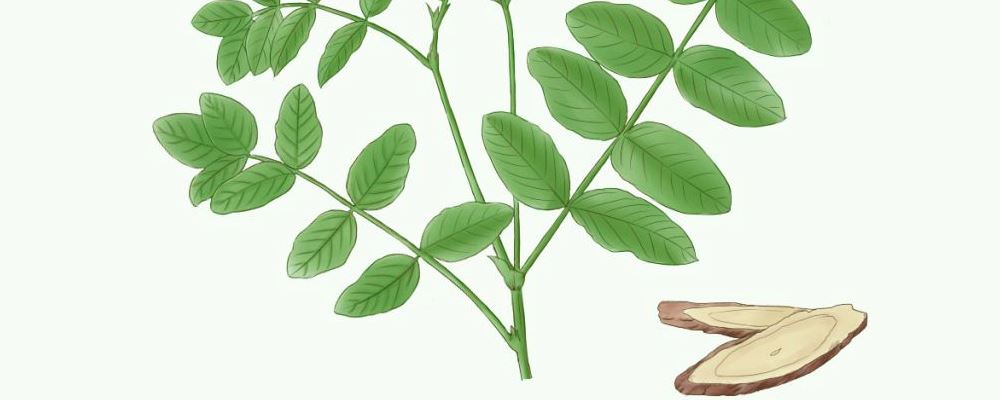 甘草泡水喝的益处及对健康的好处解析