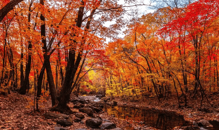 邹平白云山红叶，深秋色彩斑斓如油画！