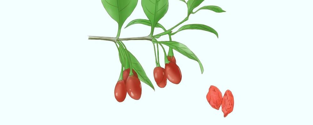 枸杞子泡水喝的功效与作用，你了解多少？