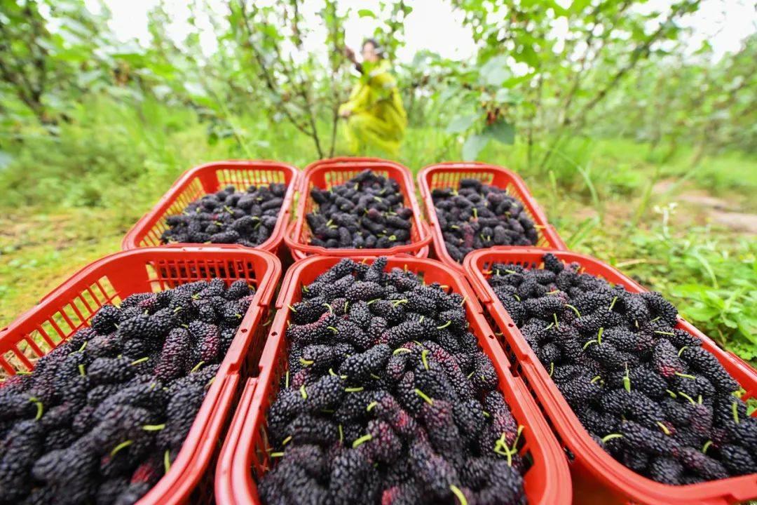 维生素C是蓝莓的4倍，吃它好处太多了！
