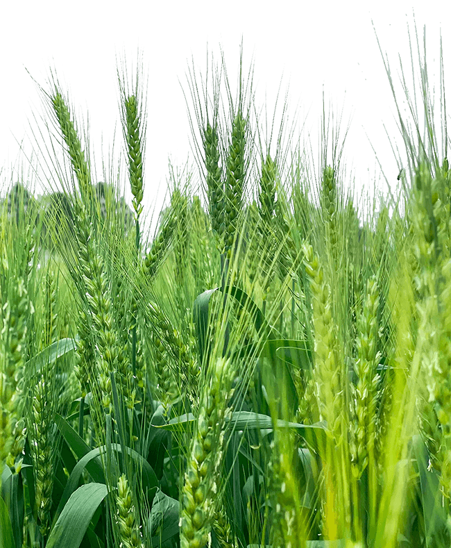 小满“521”情书：麦穗渐满时，用3味食养写一封“祛湿情话”