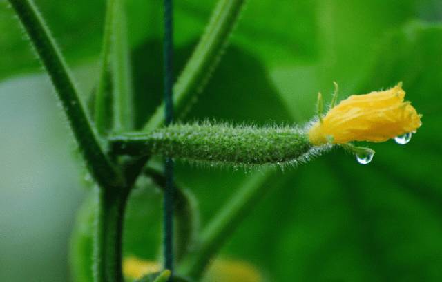 黄瓜居然有这个功能！早知道每天吃一根了！